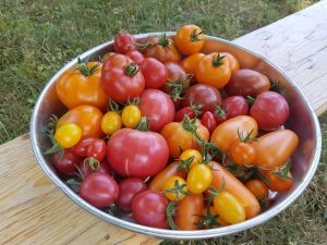 Foto: K. Politt, Tomatenvielfalt